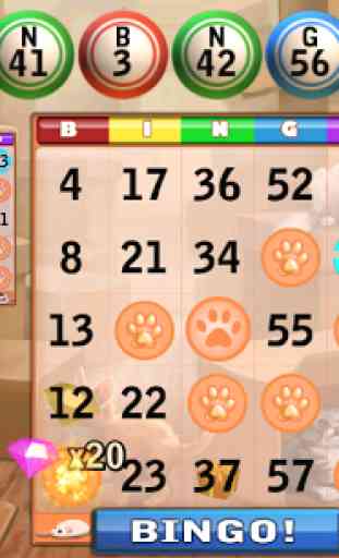 Bingo Cats 4