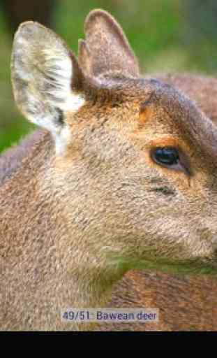 Cerfs Fond d'écran HD 1