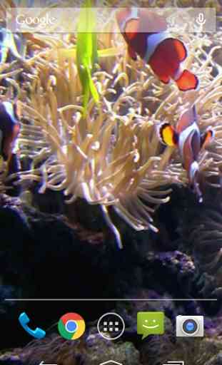 Clownfish Aquarium Wallpaper 2