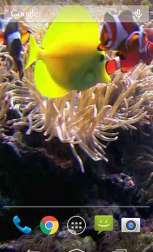 Clownfish Aquarium Wallpaper 3