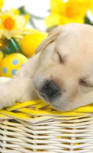 Cute Puppy Dog HD 1