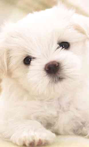 Cute Puppy Dog HD 2