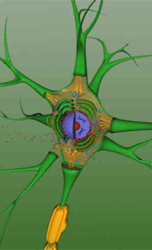 EON 3D Neuron Structure 4