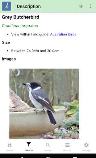 Australian Birds Guide 4