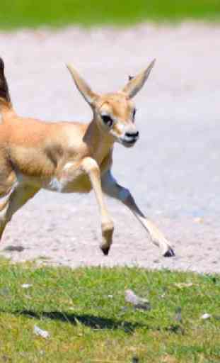 Baby Gazelle Wallpaper Images 1