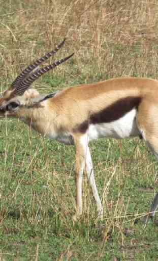 Baby Gazelle Wallpaper Images 2