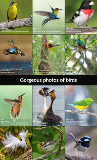 BirdsEye Bird Finding Guide 1