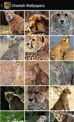 Cheetah Wallpapers 2