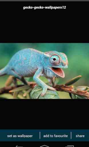 Gecko Lizard Wallpapers 2