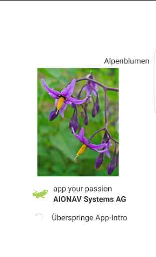 Alpenblumen 1