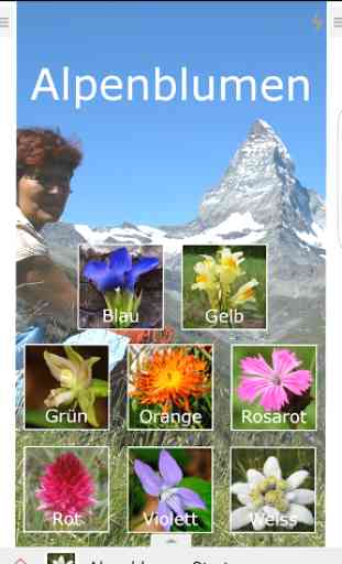 Alpenblumen 2