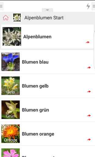 Alpenblumen 3