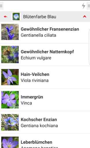 Alpenblumen 4