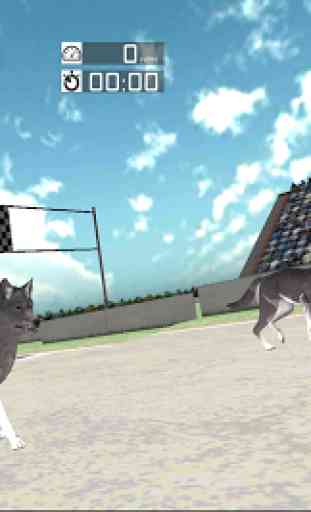 Dog Racing: Siberian Husky 2