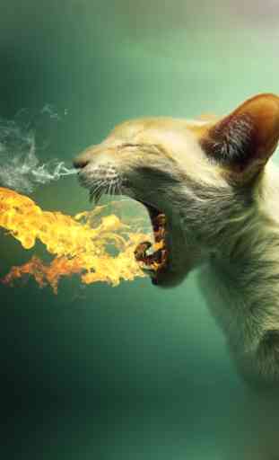 Flamme Chat Lwp 1