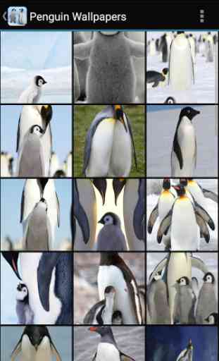 Fondos de Pantalla Pingüino 1