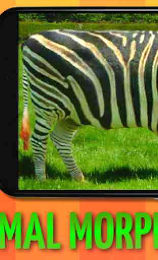 Morph animaux: Zebra Hybrid 1