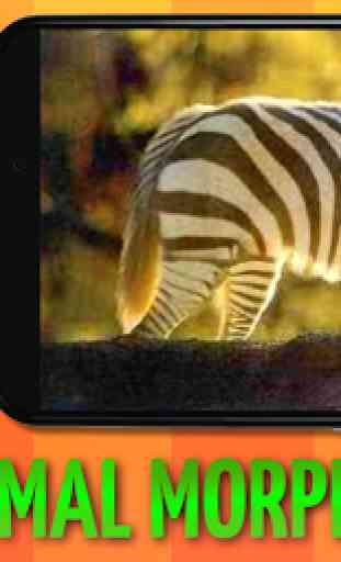 Morph animaux: Zebra Hybrid 3