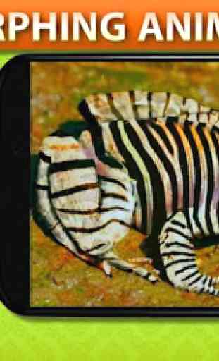 Morphing Zebra animaux 1