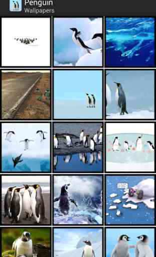 Penguin - HD Wallpapers 1