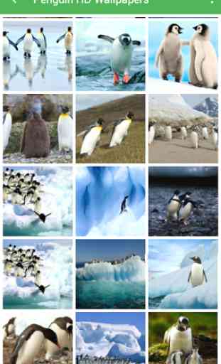 Penguin Wallpapers 1
