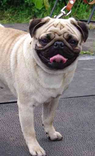 Pug images HD Wallpapers 1