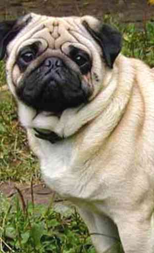 Pug images HD Wallpapers 2