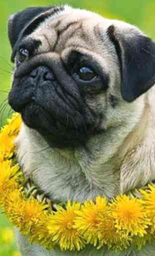 Pug images HD Wallpapers 3