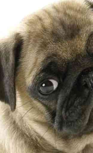 Pug images HD Wallpapers 4