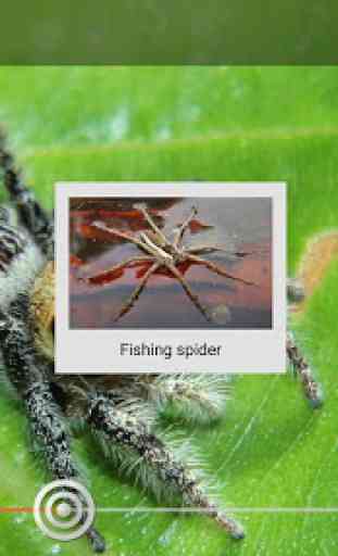 Spider Watch 4