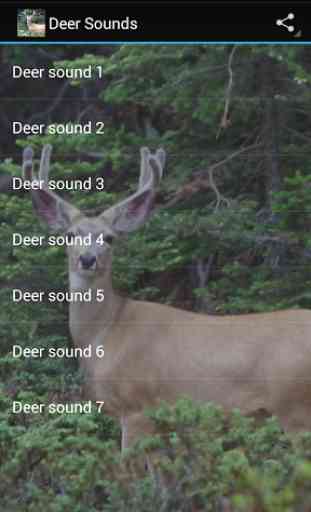 Deer Sounds 3