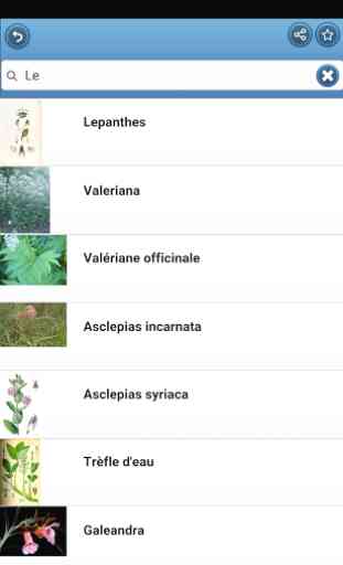 Herbes vivaces 4