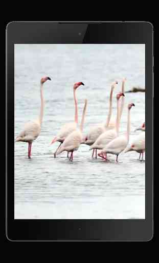 Flamingo Live Wallpaper 4