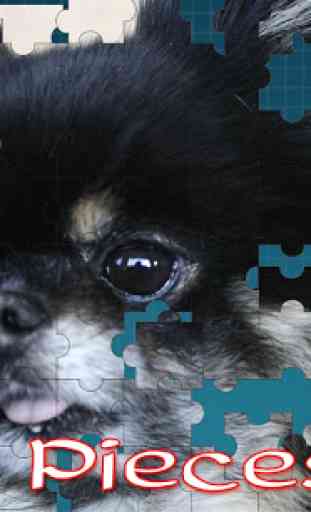 Pomeranian Dog Jigsaw Puzzle 1