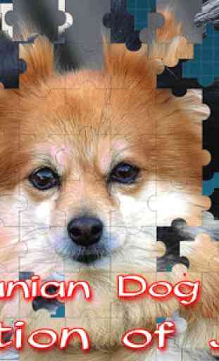 Pomeranian Dog Jigsaw Puzzle 2