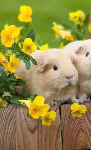Puzzle - Hamsters mignon 4