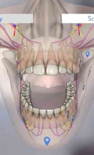 Dental Simulator 3