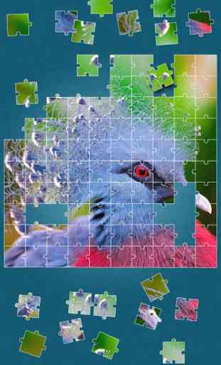 Oiseaux Jeux de Puzzle 3