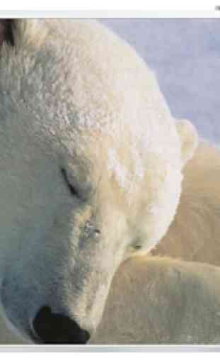 fond d'écran ours polaire 4