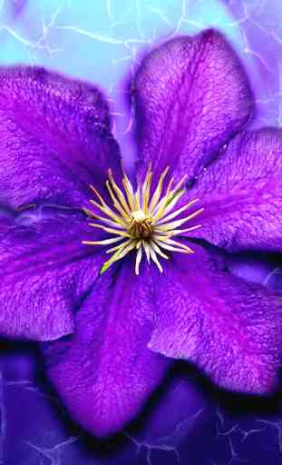 Fleurs Violettes Fond d'écran 1