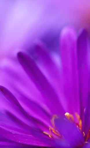 Fleurs Violettes Fond d'écran 3