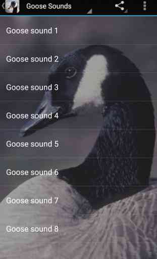 Goose Sounds 1