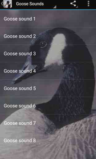 Goose Sounds 2