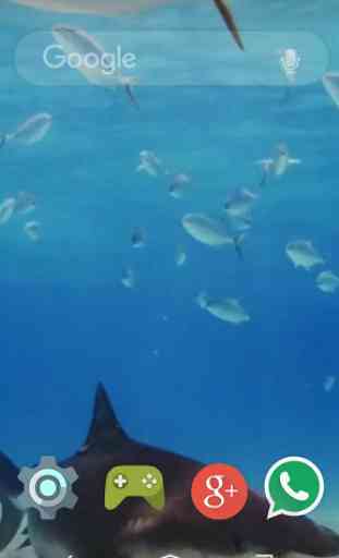 Underwater White Shark Live WP 1