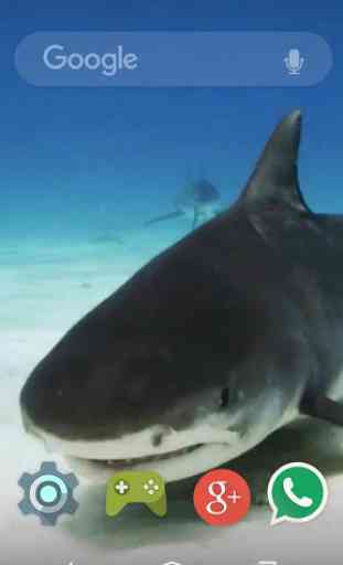 Underwater White Shark Live WP 2