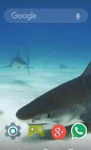 Underwater White Shark Live WP 3