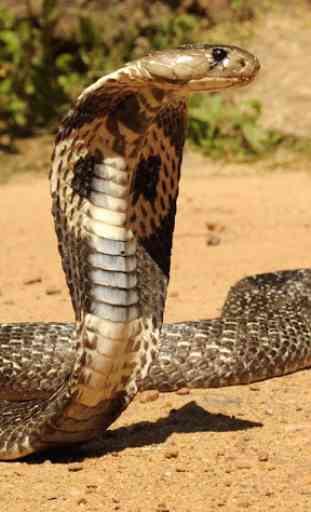 cobras roi serpent lwp 1