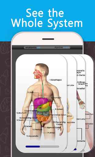 Anatomy Game Anatomicus Lite 3