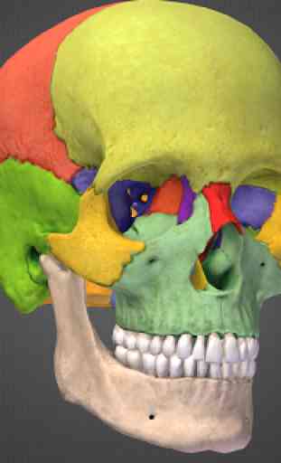 BoneBox™ - Skull Viewer 3