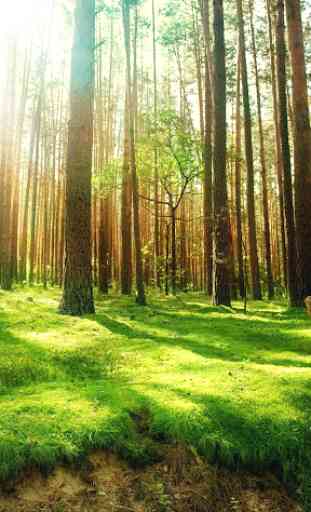 Forêt Fond Animé 4